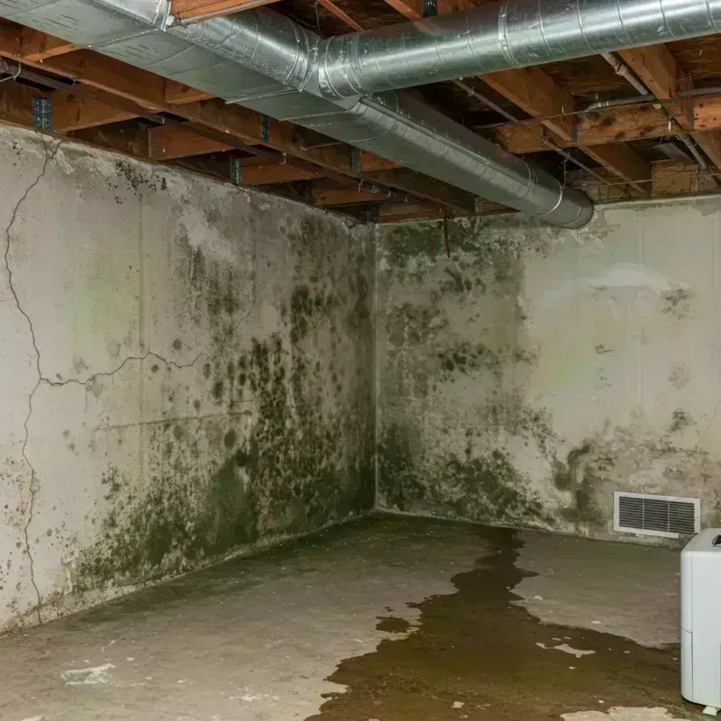 Professional Mold Removal in Cameron Park, TX